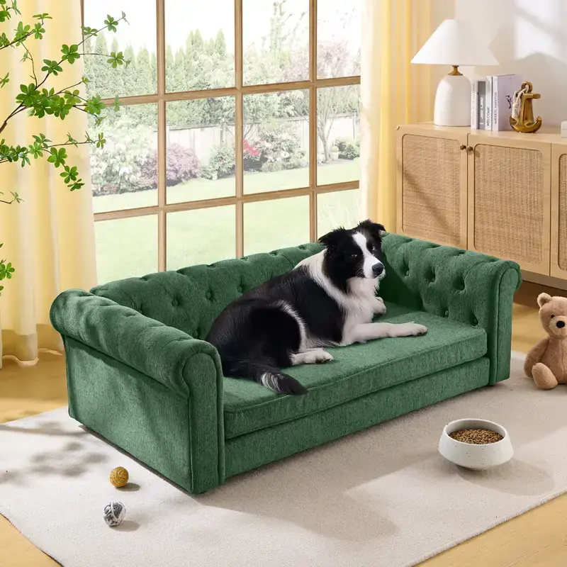 Green tufted chesterfield style dog sofa with a black and white border collie lying on it, on a rug near a large window Green tufted chesterfield style dog sofa with a black and white border collie lying on it, on a rug near a large window